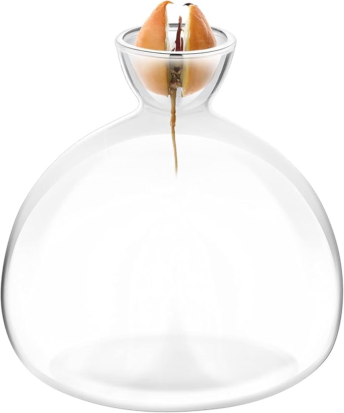 Avocado Seed Starter Planter Vase Pot Avocado Tree Growing Kit Glass Vases Grow Avocado Trees at Home Avocado Tree Growing Kit Unusual Gardening Gifts