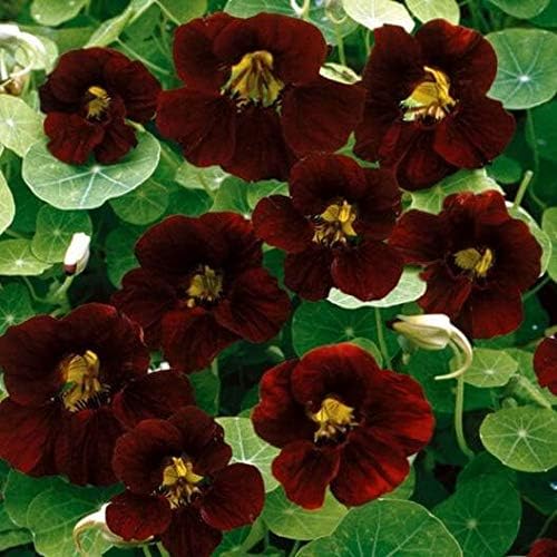 Outsidepride 400 Seeds Annual Nasturtium Mahogany Black Velvet Cimbing Vine Flower Seeds for Planting