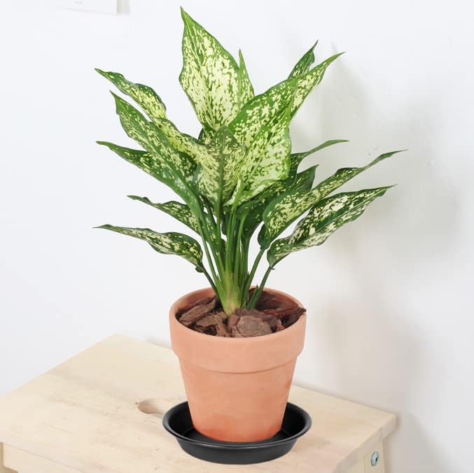 6 Pack Plant Saucer Tray, 4 6 8 10 12 13 15 17 19 inch Plant Saucers, Heavy Duty Plastic Plant Saucers for Indoors, Bird Bath Bowls, Flower Plant Water Trays for pots Planter (6", Black)