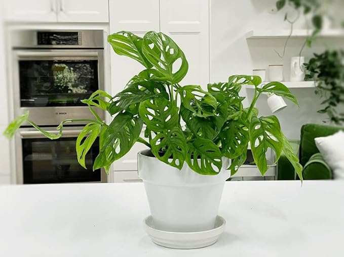 Monstera Swiss Cheese Plant Potting Mix - Monstera Deliciosa Blend for Optimal Nutrients, Aeration, and Drainage - 2 Quart