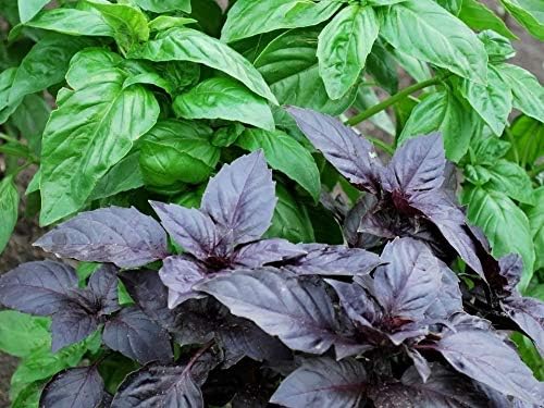 Basil Seed Mix Herb Garden Seeds for Planting 500+ Seeds