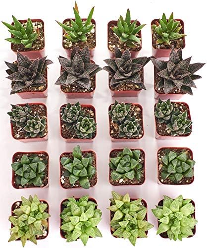 Shop Succulents | Haworthia Collection | Assortment of Hand Selected, Fully Rooted Alluring Miniature Aloe Live Indoor Succulent Plants, 20-Pack,
