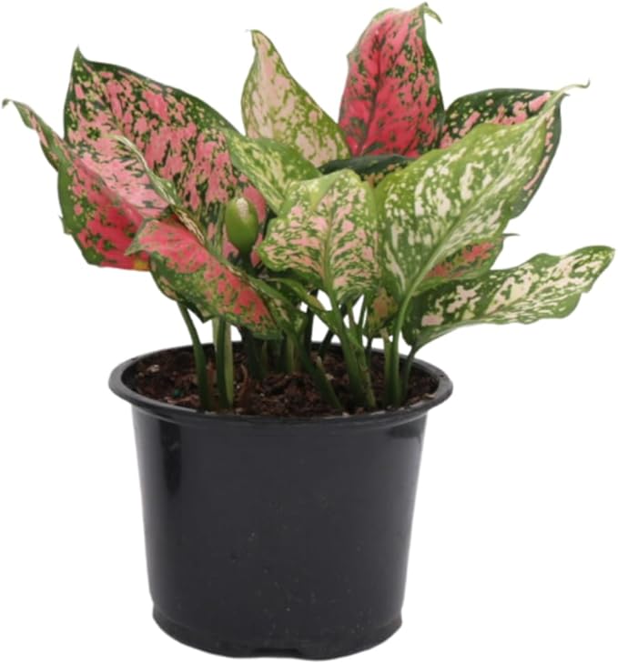 American Plant Exchange Aglaonema Hot Pink Wishes, 6-Inch Pot, Stunning Pink & Red Color, Easy Care Live Plant for Home & Office