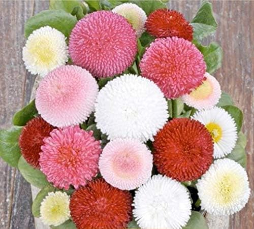 Seeds English Double Daisy Bellis perennis Mix - Perennial Flowers for Planting - GMO Free