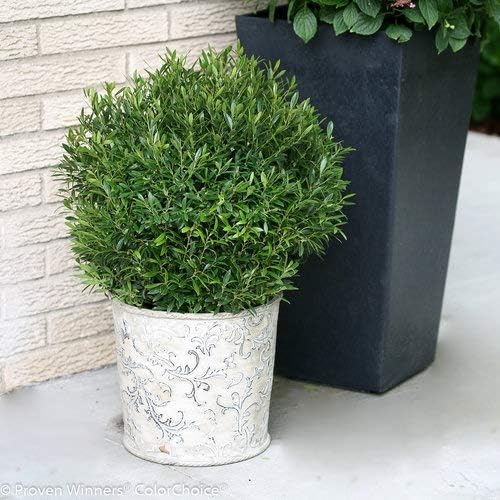 Ilex glabra Gem Box (Inkberry Holly) Evergreen, 2-Size Container, Green Foliage