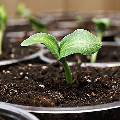 Coast of Maine, 8qt (Pack of 2) Sprout Island Blend, Organic & Natural Seed Starter for Seed Germination & Root Plant Cuttings