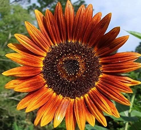 Non GMO Bulk Autumn Beauty Sunflower Seeds- Helianthus annuus (5 Lbs)