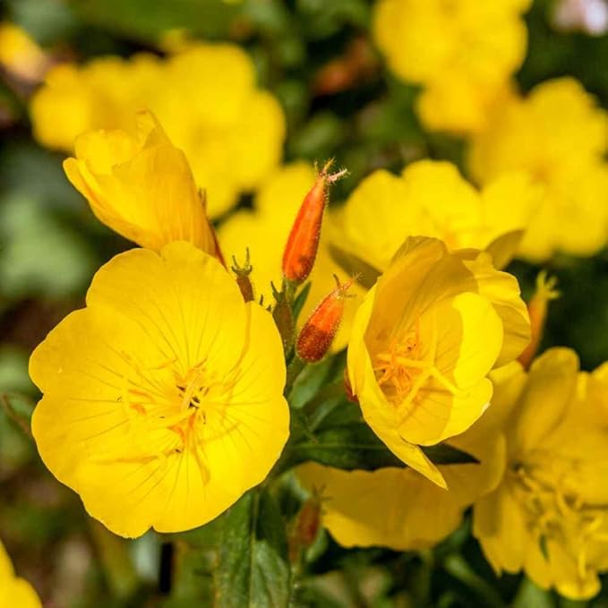 Outsidepride 5 lb. Annual Oenothera Lamarckiana Evening Primrose Wild Flower Seeds for Planting