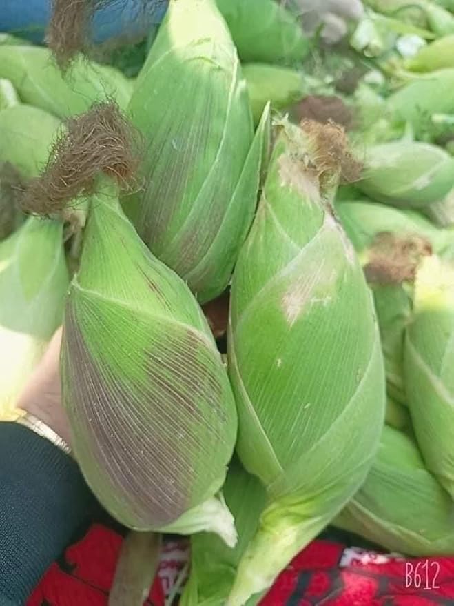 25+ Seeds Bap NEP nu SUA Seeds Rare find Asian