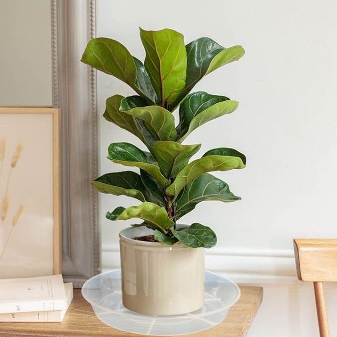 2 Pack Plant Saucer Drip Tray 13 14 inch, Large Heavy Sturdy Plastic Planter Flower Pot Saucers for Indoor Outdoor Garden, Plant Water Drip Trays for pots (14" 2Pack, Clear)