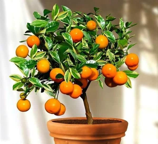 Gardenera's Premium Potting Mix for Tangerine Trees : Grow Healthy, Luscious Tangerines with Ease - 4 Quart