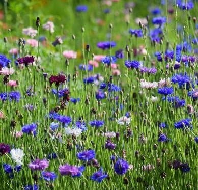 Non GMO Bulk Cornflower/Bachelor Button Seeds - Tall Mix Centaurea cyanus (50 lbs)