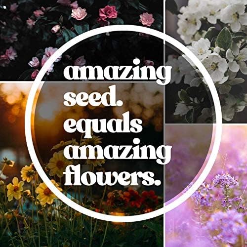 Wildflower Seeds Bulk, 3 Oz. 80,000+ Seeds, Partial Shade Flower Seeds, 19 Non-GMO Varieties of Flower Seeds for Shade - Wild Flowers Seeds Mix, Shade Tolerant Wildflowers for Partial Shade