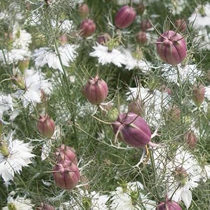 Outsidepride 2000 Seeds Annual Nigella White Love-in-a-Mist Flower Seeds for Planting