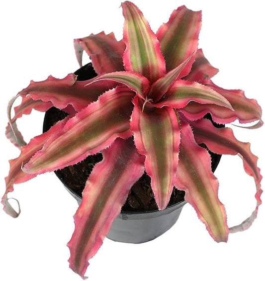 Live Cryptanthus Bromeliad Plant, Cryptanthus bivittatus Pink Star, Indoor Flowering Plant, Earth Star House Plant in Pot, Bromeliads Live Plants in Soil, Colorful Potted Houseplant by Plants for Pets