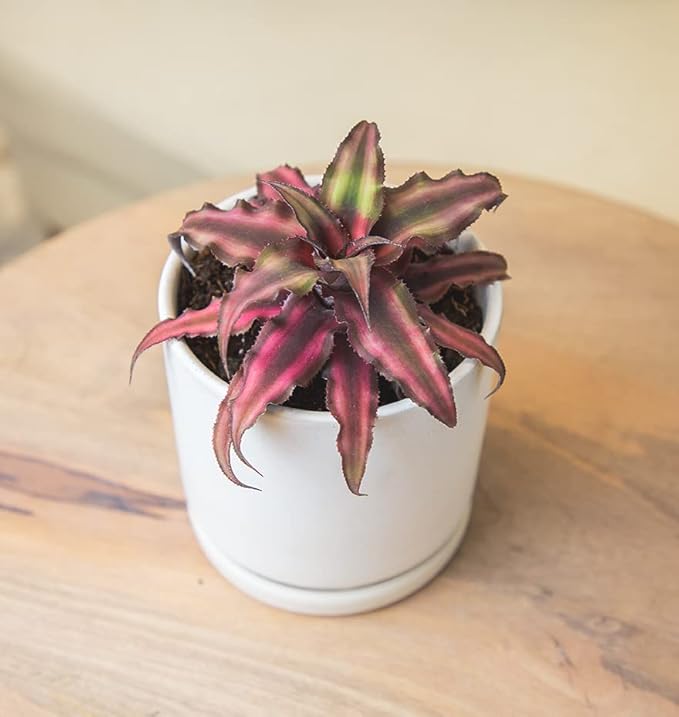 Live Cryptanthus Bromeliad Plant, Cryptanthus bivittatus Pink Star, Indoor Flowering Plant, Earth Star House Plant in Pot, Bromeliads Live Plants in Soil, Colorful Potted Houseplant by Plants for Pets