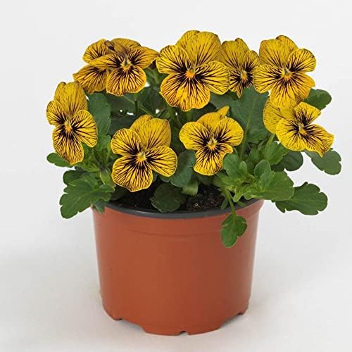 Park Seed Viola Flower Plant Seeds, Easy to Grow, Perfect for Spring Garden, Sorbet Tiger Eye, Pack of 25