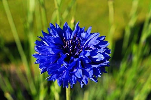 200 Dwarf Bachelor Button Seeds for Planting - Heirloom Non-GMO USA Grown Cornflower Seeds for Planting - Centaurea Cyanus Blue Flowers