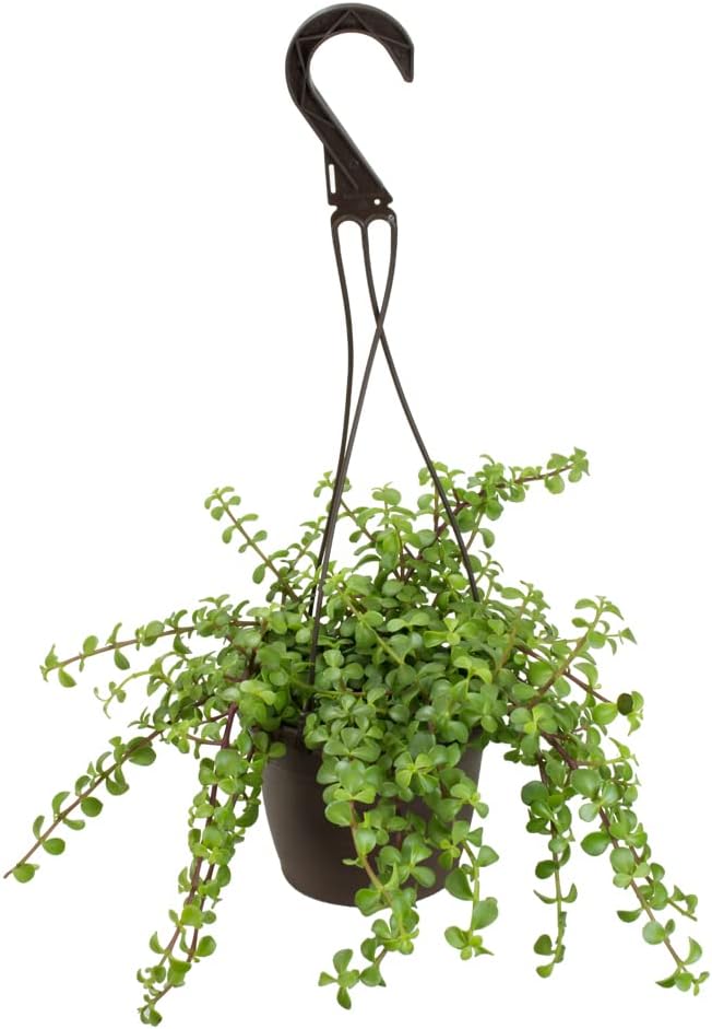 Trailing Elephant Bush Succulents, Hanging Plants Live Succulents Plants Live Houseplants, Hanging Planter Basket, Mini Succulents Live Plants Indoor Plants in Plant Basket by Plants for Pets