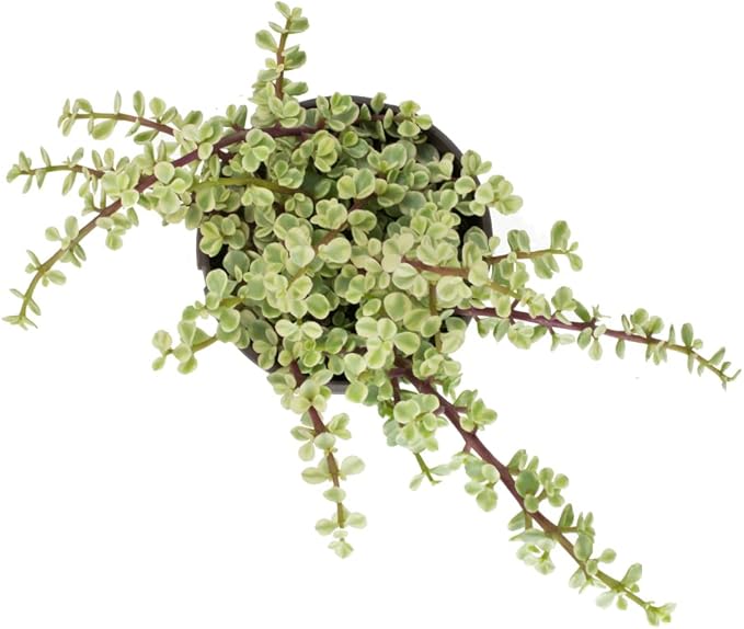 Variegated Portulacaria Afra Live Plants Indoor Plants, Succulents Plants Live Hanging Plants, Hanging Planter Basket Succulent Gift, Live Succulents Plants Live Houseplants by Plants for Pets