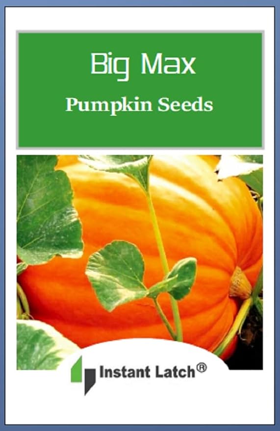 20 Big Max Pumpkin Seeds for Planting Non GMO Heirloom Seeds Fresh Garden Seed