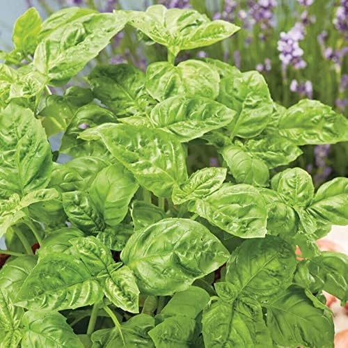 Park Seed Basil Herb Plant Seeds, Easy to Grow, Variety of Colors, Spring Garden, Sweet Basil, Pack of 100