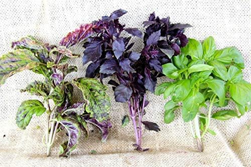 Basil Seed Mix Herb Garden Seeds for Planting 500+ Seeds