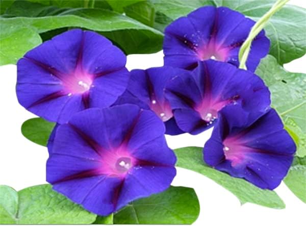 Grandpa OTT Purple Morning Blooming Vine Seeds - Approximately 165 Seeds