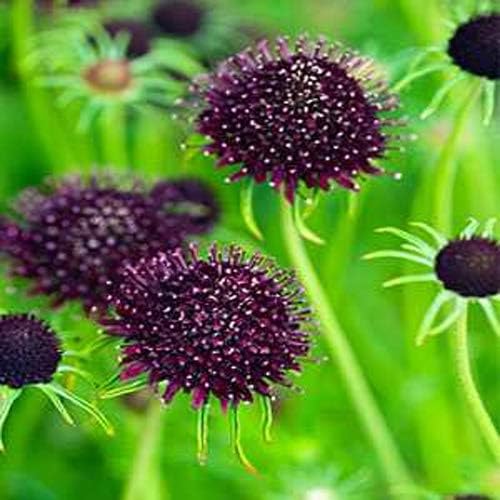 Outsidepride 200 Seeds Perennial Purple Scabiosa Pincushion Flower Seeds for Planting