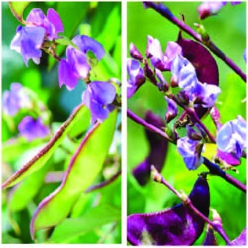 Outsidepride 200 Seeds Perennial Dolichos Lablab Hyacinth Bean Vine & Flower Seed Mix for Planting