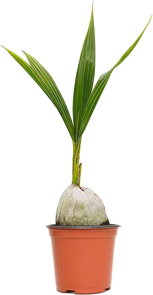 American Plant Exchange Coconut Palm Tree, Live Tropical Plant for Indoor & Outdoor Use, Malaysian Dwarf Green, Home, Garden, Landscape & Patio Décor, 2ft Tall with Pot Cover