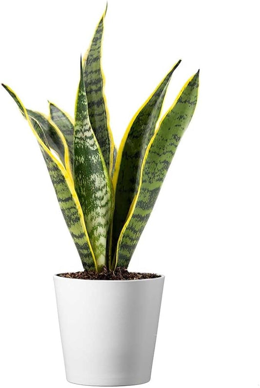 American Plant Exchange Snake Plant, Sansevieria Laurentii Yellow, Small 4-Inch Pot, Stylish Deco Cover Included, Live Indoor Houseplant, Easy to Care, Air Purifying, Perfect for Home Office & Garden