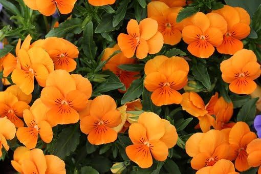 Set of Flower Seed Packets! Flower Seeds in Bulk - Great for Creating The Garden of Your Dreams! (100, Nasturtium)