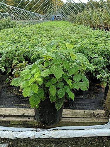 Green Promise Farms Rubus Edible-Shrub, 2-Size Container, Raspberry-Caroline