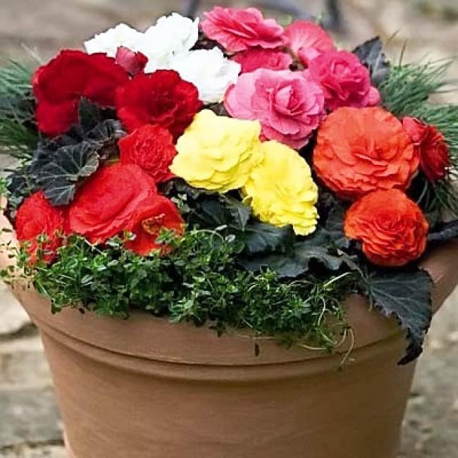 Seeds Wax Begonia Mix Large Flower Indoor Perennial Flowers for Planting