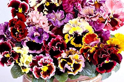 Ruffled Frilly Mixed Pansy Seed 40+ Seeds for Planting Frizzle Sizzle Flower