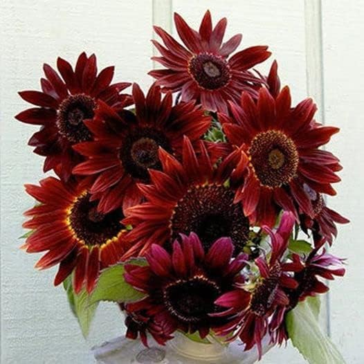 50pcs Velvet Queen Sunflower Seeds Big Red Sun Flower Rouge Burgundy Maroon Garden Pink Rose Non GMO Heirloom Garden - Planting Instructions for Easy Grow - Great Gardening Gifts