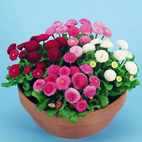 Seeds English Double Daisy Bellis perennis Mix - Perennial Flowers for Planting - GMO Free