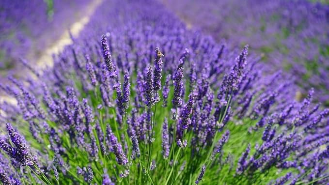 Lavender Planting Medium - Create a Serene and Fragrant Garden Oasis - 2 QUARTS