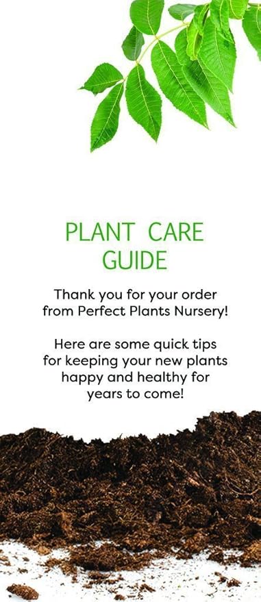 PERFECT PLANTS Tifblue Blueberry Live Plant, 3 Gallon, Includes Care Guide