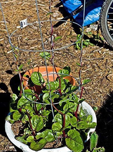 30 Malabar Red Stem Spinach Seeds Herb Heirloom Non-GMO Phooi Leaf, Red Vine, Alugbati, Vietnamese, from USA