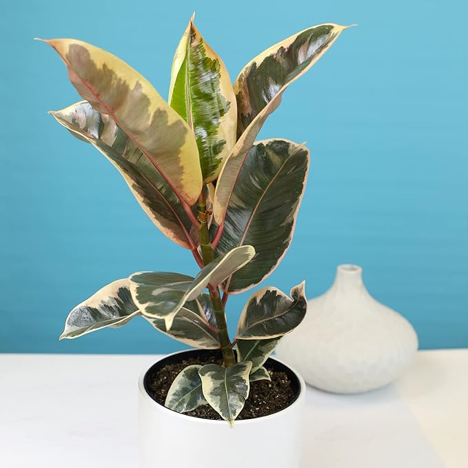 6" Ficus Tineke, Variegated Rubber Plant, Real Ficus Tree, Indoor Garden Greenhouse Plant Room Decor Office Plants Live Real Plants Indoor Live Plants Indoor Plants Live Houseplants by Plants for Pets