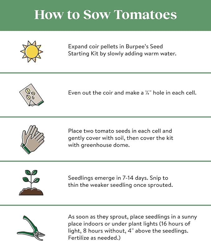 Burpee 'Napa Grape', Tomato Seeds, 30 Non-GMO Seeds