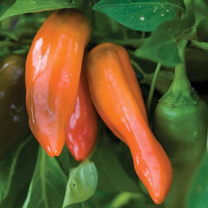Burpee Tangerine Dream Sweet Pepper Seeds 30 seeds