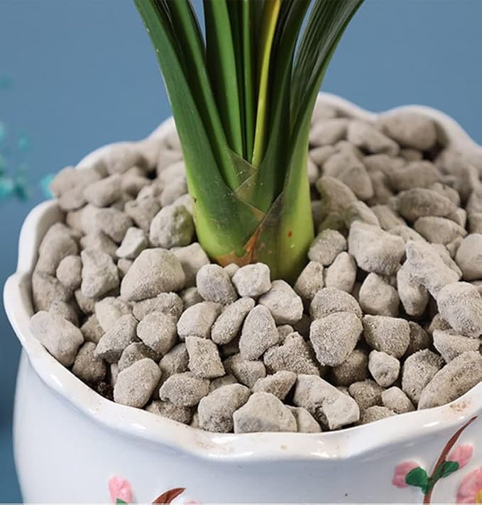 Horticultural Pumice for Plants by Doter 2 QT, Soil Amendment for Bonsai and Cactus Plants