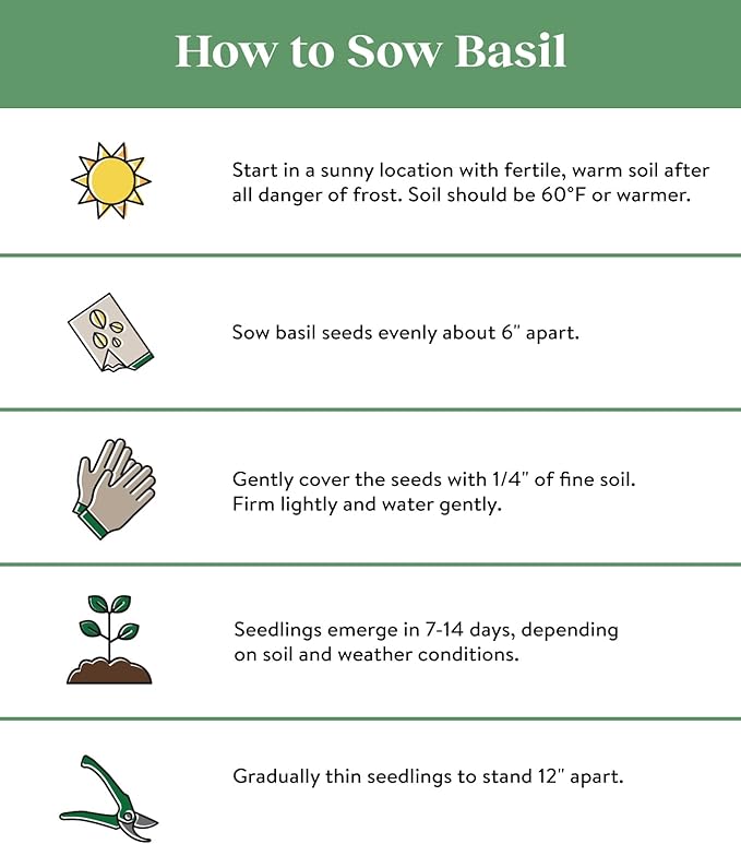 Burpee Sweet 500 Non-GMO Seeds for Planting | Grow Fresh Herb in Home Garden | Classic Basil Variety for Italian Cooking