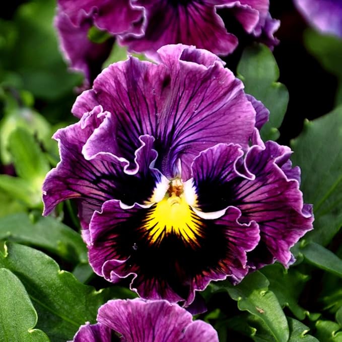 Ruffled Frilly Mixed Pansy Seed 40+ Seeds for Planting Frizzle Sizzle Flower