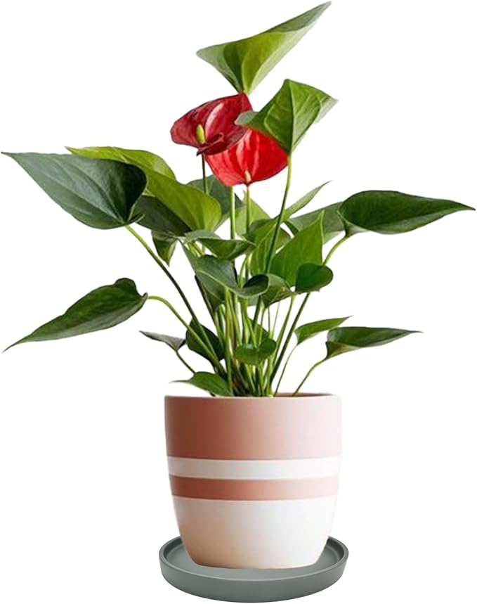 Ceramic Plant Saucer Pot Tray 10 Inch, Planter Saucers 4 5 6 7 8 9 10 11 12 13 Inch for Indoors Outdoor, Durable Sturdy Flower Drainage drip Water Tray for Glazed Pots Base (10.7 Inch-Grey)