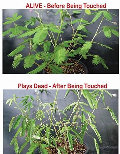 Zombie Plant Greenhouse Grow KIT- (Touch It and It Plays Dead!) Unique Nature Kit- Grow a House Plant That Plays Dead When You Touch It! Comes Back to Life in Minute. Fun STEM and Classroom Activity!