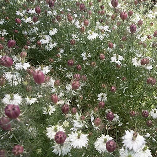 Outsidepride 1000 Seeds Annual Nigella White Love-in-a-Mist Flower Seeds for Planting